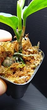 Amazon.co.jp: アグラオネマ ピクタム ラプラス 箱 Aglaonema